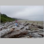 Driftwood - Pacific Rim National Park