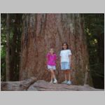 Cathedral Grove - Vancouver Island