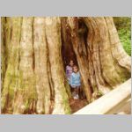 Cathedral Grove - Vancouver Island