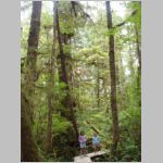 Coastal Temperate Rainforest - Vancouver Island