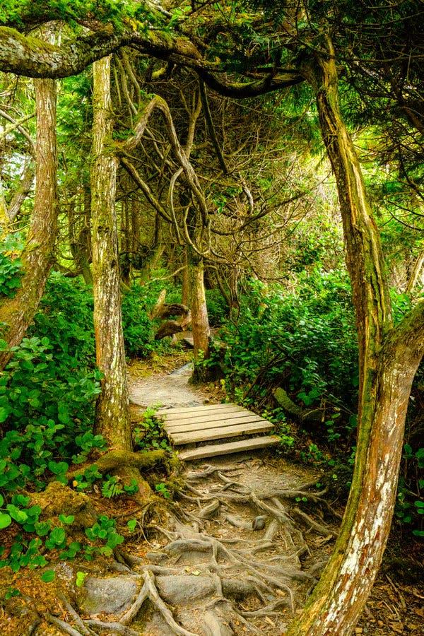 A trail near Botanical Beach on the western coast of Vancouver Island.