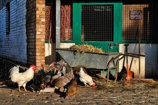 Hackney City Farm London England