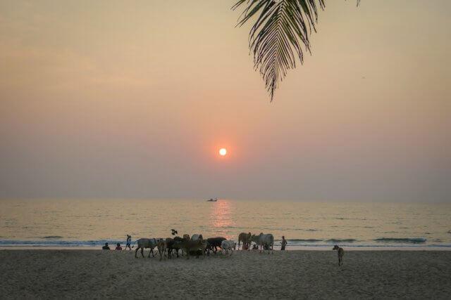 Goa Indien Palolem Beach Kühe Sonnenuntergang